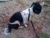 Tino the Shih Tzu