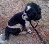 Tino the Shih Tzu
