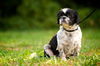 Tino the Shih Tzu