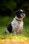 Tino the Shih Tzu