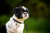 Tino the Shih Tzu