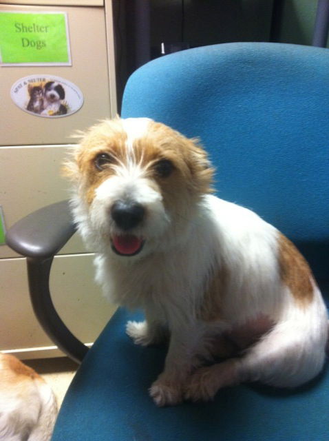 Fiona the Scruffy Little Terrier