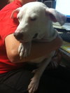 Nike the Best Dog!