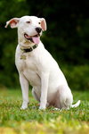 Nike the Best Dog!