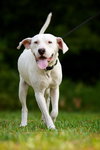 Nike the Best Dog!