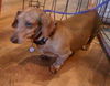 Dash the Dachshund