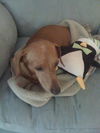 Dash the Dachshund