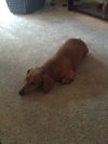 Dash the Dachshund