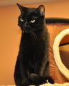 Magic the Sweet, Velvety Girl