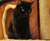 Magic the Sweet, Velvety Girl