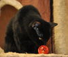 Magic the Sweet, Velvety Girl