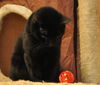 Magic the Sweet, Velvety Girl