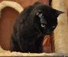 Magic the Sweet, Velvety Girl