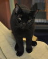 Magic the Sweet, Velvety Girl