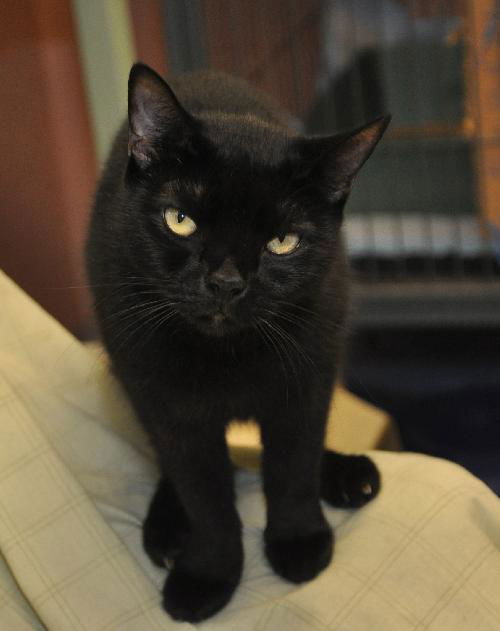 Magic the Sweet, Velvety Girl