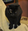 Magic the Sweet, Velvety Girl