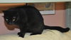 Magic the Sweet, Velvety Girl
