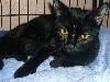 Magic the Sweet, Velvety Girl