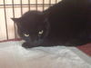 Magic the Sweet, Velvety Girl