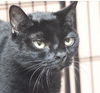 Magic the Sweet, Velvety Girl