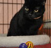 Magic the Sweet, Velvety Girl