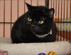 Magic the Sweet, Velvety Girl