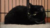 Magic the Sweet, Velvety Girl
