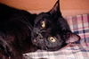 Magic the Sweet, Velvety Girl