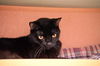 Magic the Sweet, Velvety Girl