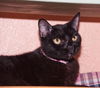 Magic the Sweet, Velvety Girl