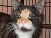 Valerie the De-clawed Calico