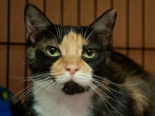 Valerie the De-clawed Calico
