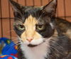 Valerie the De-clawed Calico