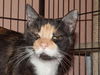 Valerie the De-clawed Calico