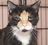 Valerie the De-clawed Calico