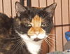 Valerie the De-clawed Calico