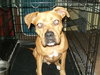 Roxy the Bouncy Boxer