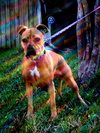 Roxy the Bouncy Boxer