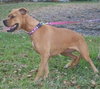 Roxy the Bouncy Boxer