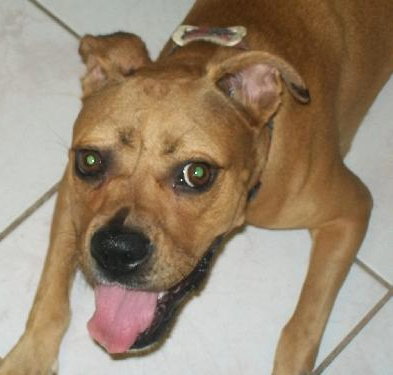 Roxy the Bouncy Boxer