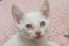 Wolfie the Super Flame Point Siamese Mix Kitten