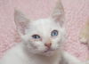 Wolfie the Super Flame Point Siamese Mix Kitten