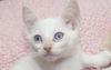 Wolfie the Super Flame Point Siamese Mix Kitten