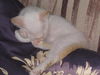 Wolfie the Super Flame Point Siamese Mix Kitten