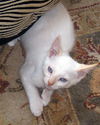 Wolfie the Super Flame Point Siamese Mix Kitten