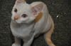 Wolfie the Super Flame Point Siamese Mix Kitten