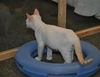 Wolfie the Super Flame Point Siamese Mix Kitten