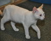 Wolfie the Super Flame Point Siamese Mix Kitten