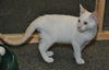 Wolfie the Super Flame Point Siamese Mix Kitten