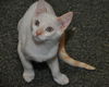 Wolfie the Super Flame Point Siamese Mix Kitten